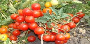 Labākais šķirnes tomāti mazizmēra audzēšanai atklātā laukā.