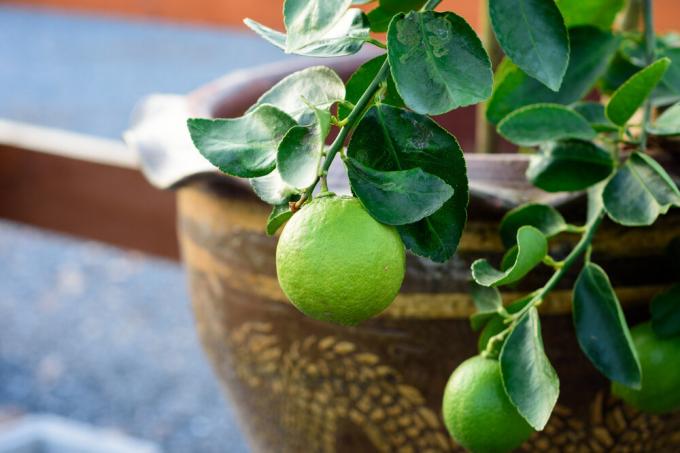 Lime ir piemērota audzēšanai mājās ir pat labāk nekā citronu. Foto: garden.eco