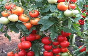 Mēslojums tomātiem, kas palielina līdz 10 reizēm veidošanos olnīcās.