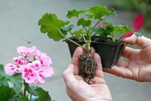 Kā transplantācijas Geranium mājas aukstajā sezonā. process Features