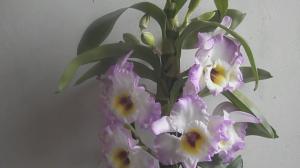 5 faktori, kas ietekmē ziedēšanas Dendrobiums