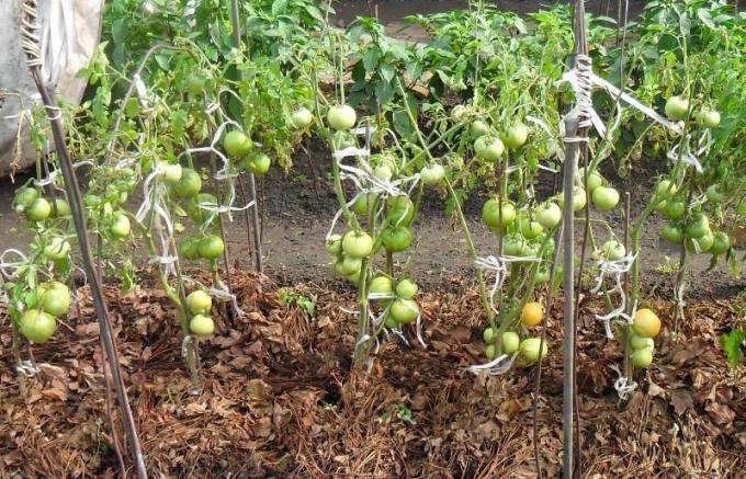 PIEMĒRS mulčēšana zāle sausa tomātu dobes (foto no interneta)