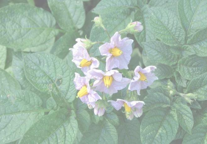 kartupeļu bloom (foto no dacha-mechta.com)