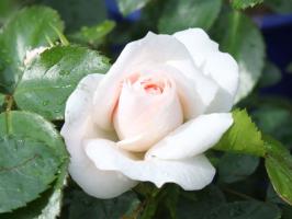 5 lietas pazudināt rožu dārzā