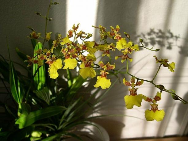 Yellow Oncidium, kas man patika. Foto: zakupator.com