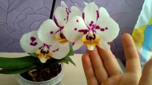 Vai ir iespējams, lai saglabātu mājas orhideja