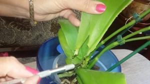 5 pierādīts veidus, lai glābtu Orchid