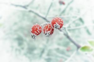 Kas ir briesmas ziemas atkušņiem?