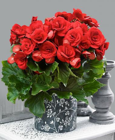 Scarlet begonijām. Skatīt: http://tixonya.ru