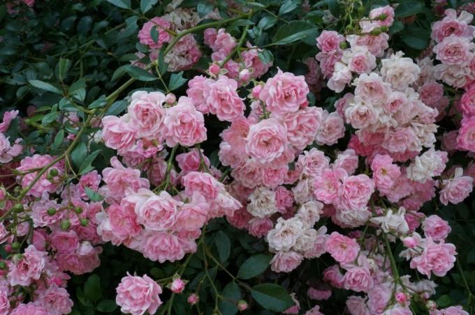 Groundcover rozes zieds uz dzinumiem dažāda vecuma 
