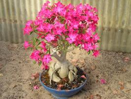 Meet Adenium: māja "Desert Rose"