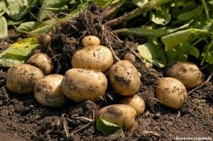 Atjaunot augsni pēc ražas kartupeļiem