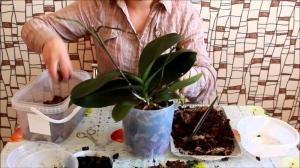 Veiksmīgs transplantācija Phalaenopsis orchid: 7 soļi