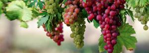 Ātrs veids, kā vīnogu audzēšana