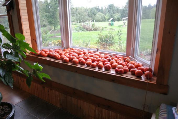 Tomato palodze (in-the-yard.com)