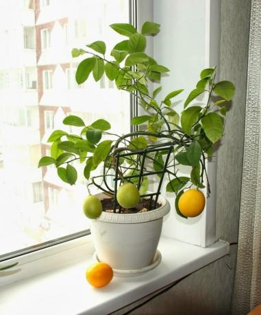 Lemon var audzēt no sēklām. Skatīt: http://landshaftportal.ru/wp-content/uploads/2017/08/Limon-65.jpg