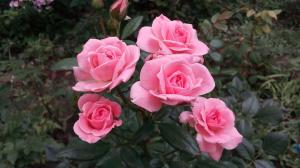 Rozes dārzā attiecībā uz "Dummies": 5 noteikumi tiem, kuri ir nolēmuši stādīt ziedu