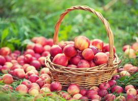 Kā saglabāt ābolus svaigu līdz nākamajai vasarai. Nākt palīgā glicerīnu
