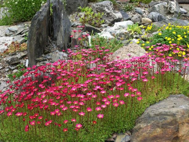 Saxifrage izskatās ļoti pozitīva un pacilājoša