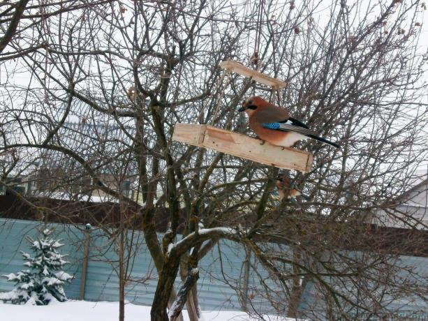 Jay uz putnu feeder - par omens, svētīga zīme. Foto: ecosfera48.ru