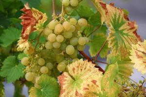 Kā pareizi iestādīti vīnogām atklātā zemē