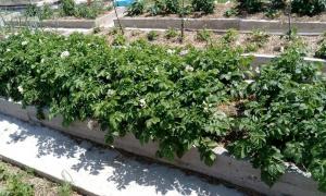 Unikālā metode kartupeļu audzēšanai - salmu