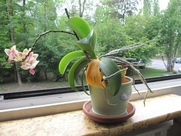 Attēlā, kas biedē daudzus īpašniekiem orhidejas