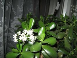 Ziedēšanas Crassula. Izveidot ideālos apstākļos tiesības