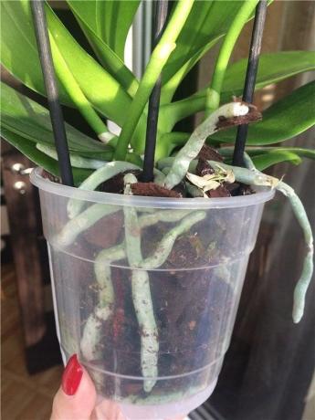 Plastmasas pods - visvairāk vēlams Phalaenopsis