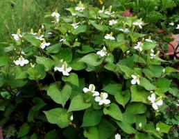 Hauttyuyniya vai Tsvetik-semitsvetik: Flower dārzam