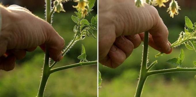 Mācīšanās šķipsnu tomātu | Source foto econet.ru