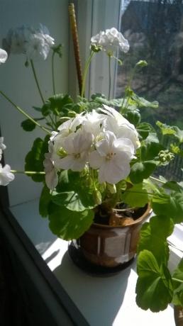 White geraniums uz palodzes