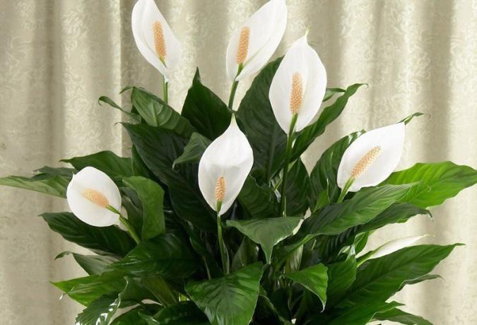 Blooming Spathiphyllum. Šī ir fotogrāfija, un pēc tam - no interneta.