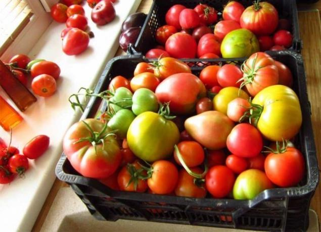 Nogatavoties tomātiem (fermilon.ru)
