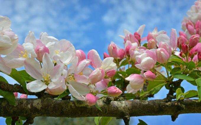 Apple Blossom - viens no simboliem pavasarī nāca!