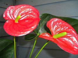 Kā padarīt Anthurium (Vīrieši laime) skaista ziedu