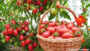 Atjaunot augsni pēc ražas tomātiem