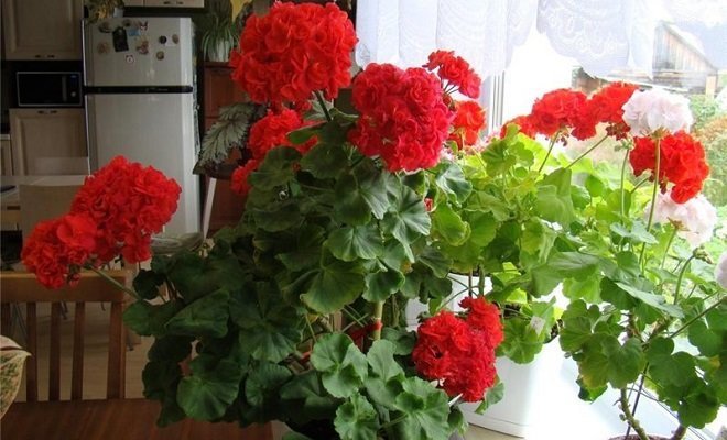 Skaistums un vairāk! Ko jūs palutināt savus geraniums? Pastāstiet mums komentārus!