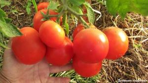 Palielināt ražu un skaitu, olnīcu in tomatoes