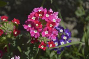 Vībotne - skaists zieds ar patīkamu smaržu, par kuru diez vai varētu rūpēties