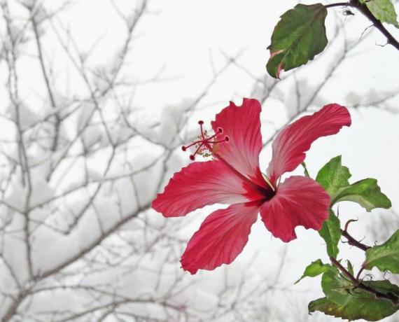 Hibiscus zied ziemā, kad tie ir siltuma, bet tad vasarā nevar mest pumpuri. Ilustrācijas rakstu ņemts no interneta