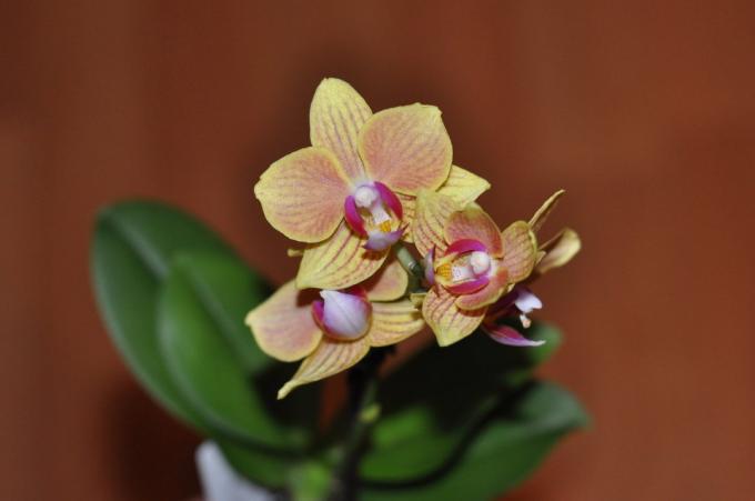 Paskatieties: izņemot šo skaistumu, var būt kaitīga? Foto viens no maniem mīļākie orhideek