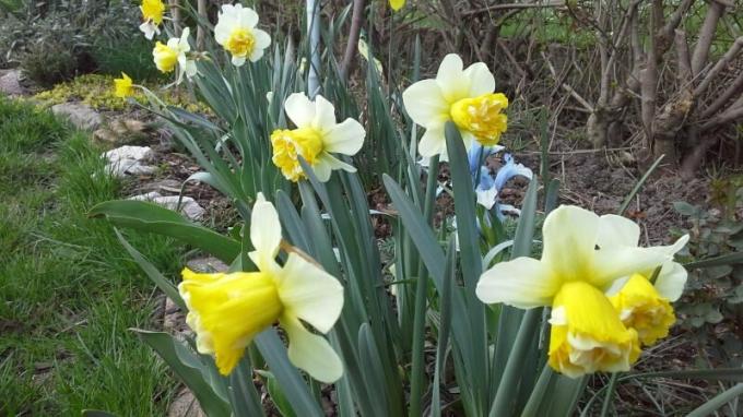 Narcises piemērots gandrīz jebkurā dārza kompozīcijas. Foto: chistodoma.online