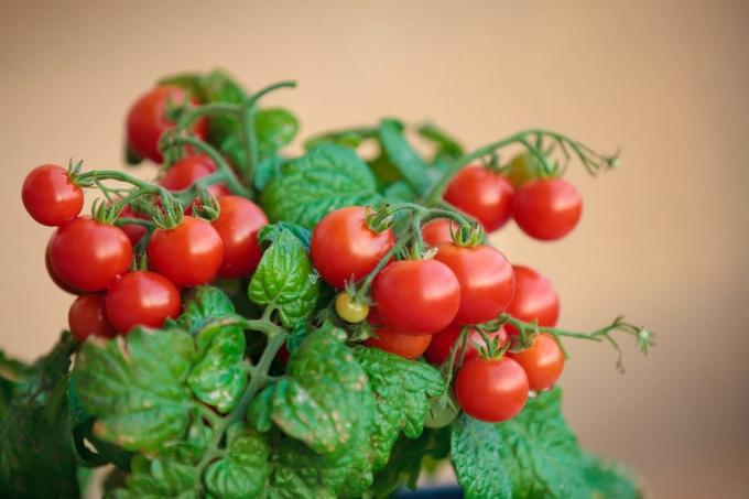 Ja mēģinājāt augt tomātiem mājās, dalīties ar savu pieredzi komentārus par rakstu! Ilustrācijas tiek veikti publicēšanai internetā