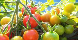 Asarošana, vai atstāt tomātus uz bush? mēs atrisināt dilemmu