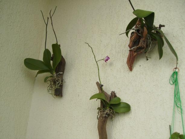 Orhidejas blokā - metode aug Phalaenopsis, cik tuvu vien iespējams, lai dabas apstākļiem. Jā, tas izskatās dīvaini, bet tas, kā iekštelpu ziedu aug tropos!