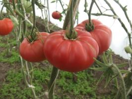 Famous Minusinsk tomātu. Šķirnes, kas tiek pārbaudīti laiks
