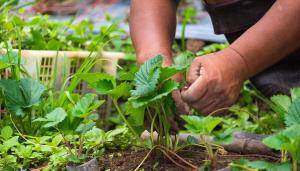 Apstrāde un mēslošana zemenes augustā: krūmos un augu veselība ir mūsu rokās