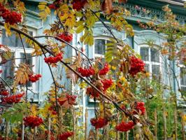 Ak, Māte Krievija: 6 augi dārzam ar valsts karoga krāsās