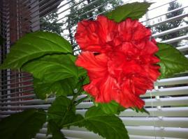 Ķīnas roze (Hibiscus) nav zieds mājās: kāpēc tā notiek un ko darīt?